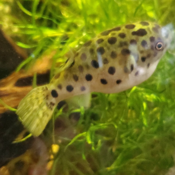 Meet your Posher, Susan - Picture 6 of 6